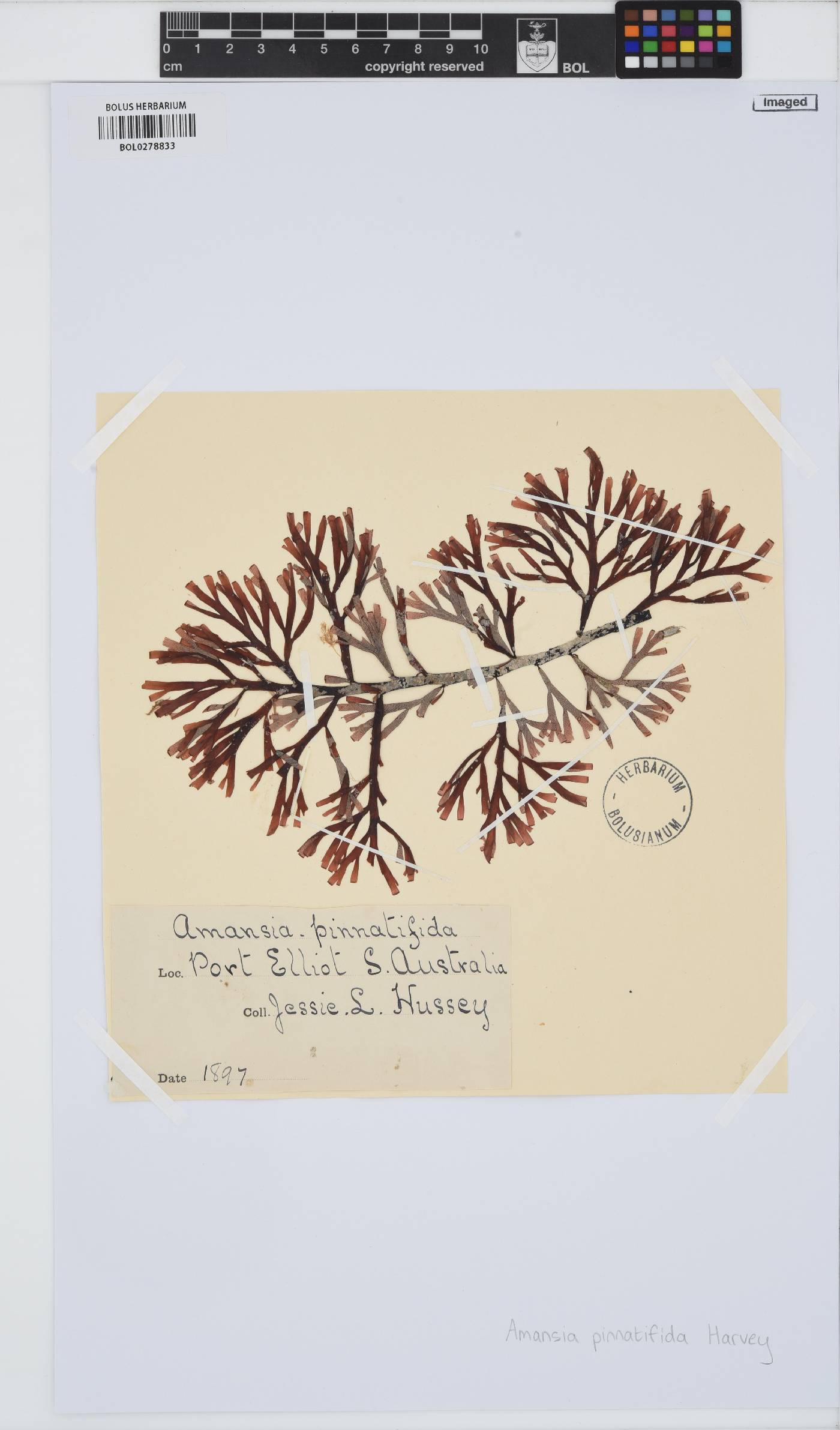 Amansia pinnatifida image