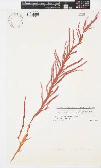 Image of Schmitzia japonica