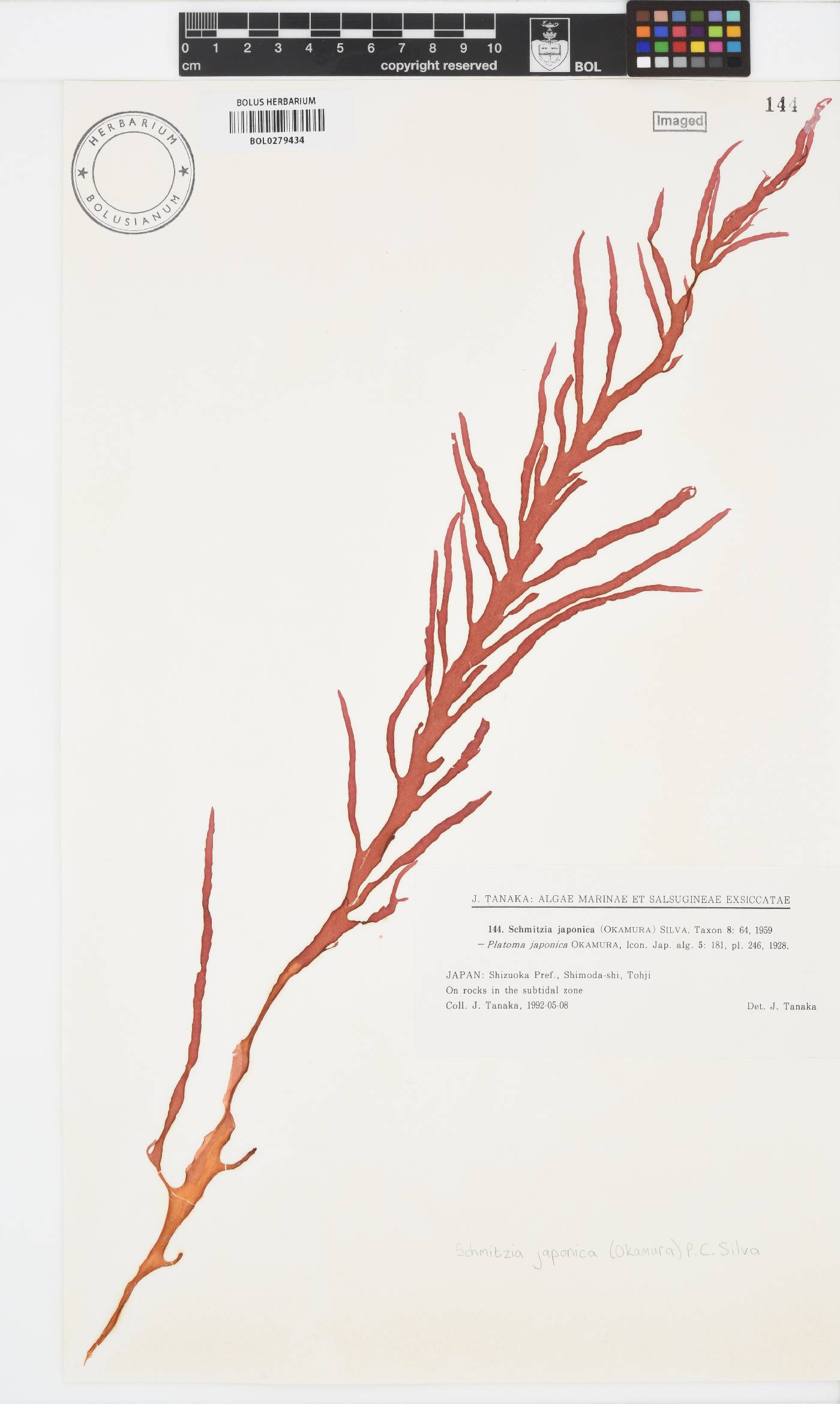 Calosiphoniaceae image