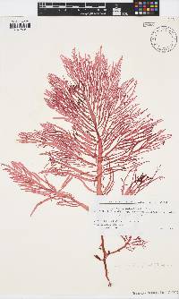 Image of Solieria pacifica