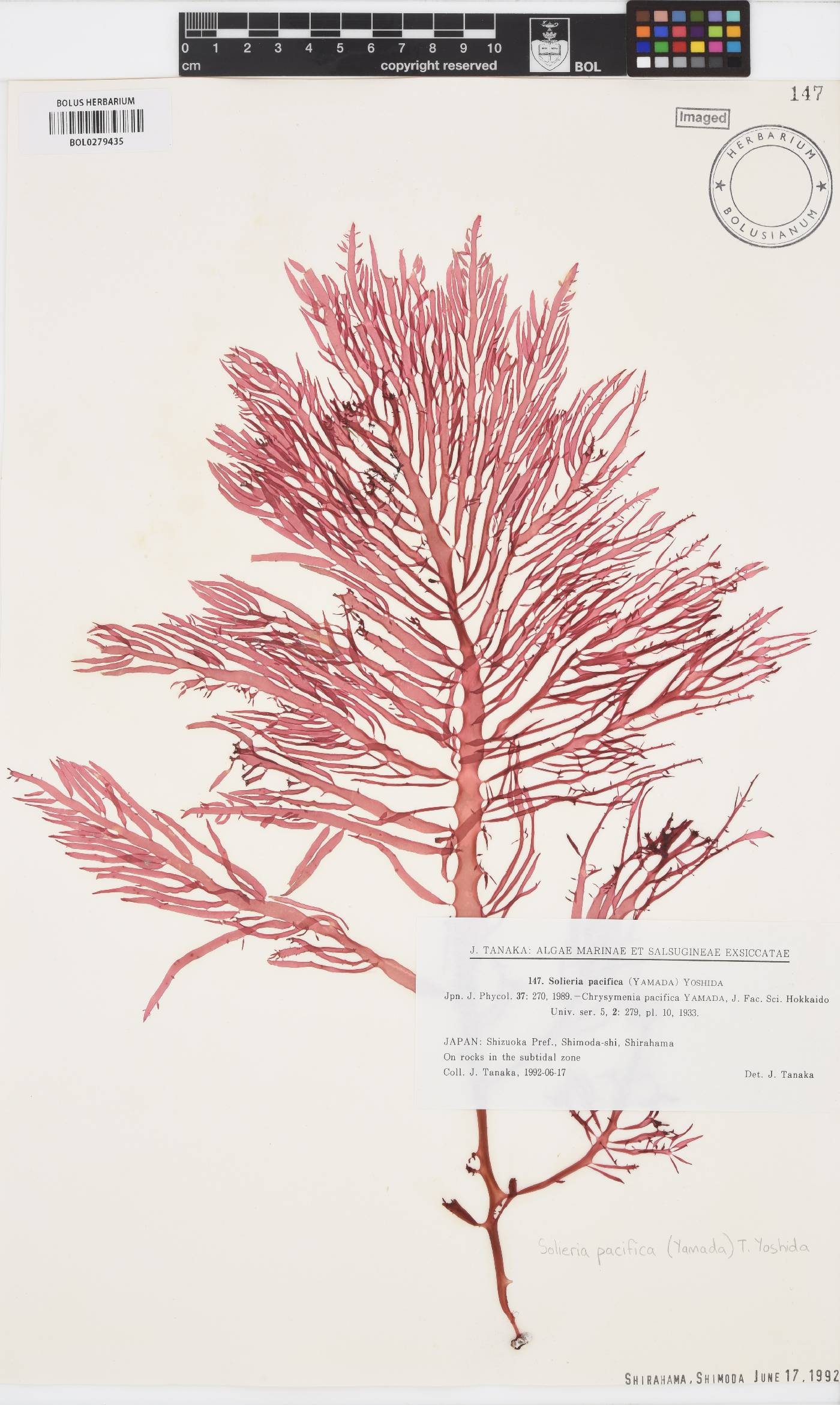 Solieria pacifica image