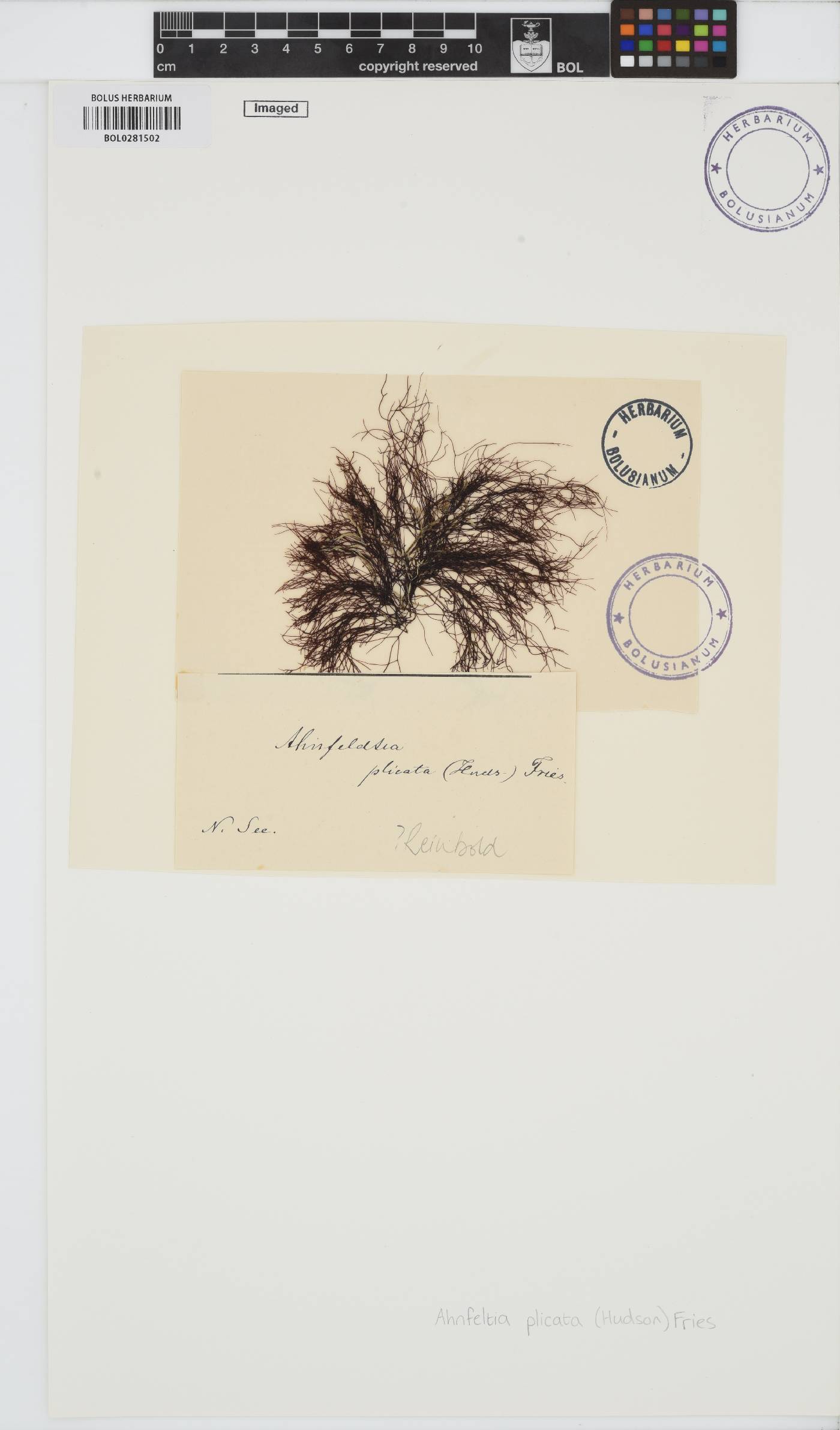 Ahnfeltia image