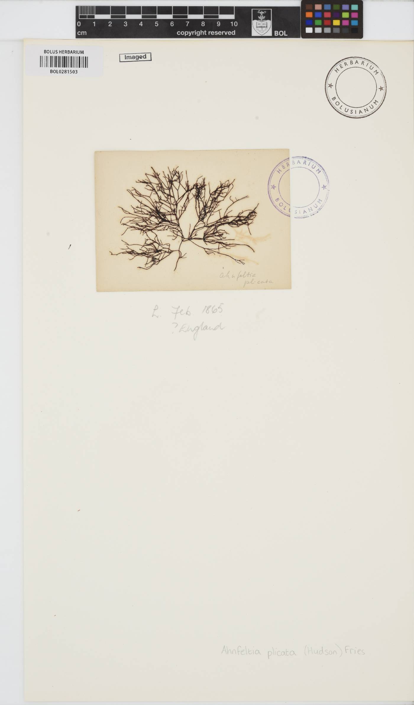 Ahnfeltia plicata image