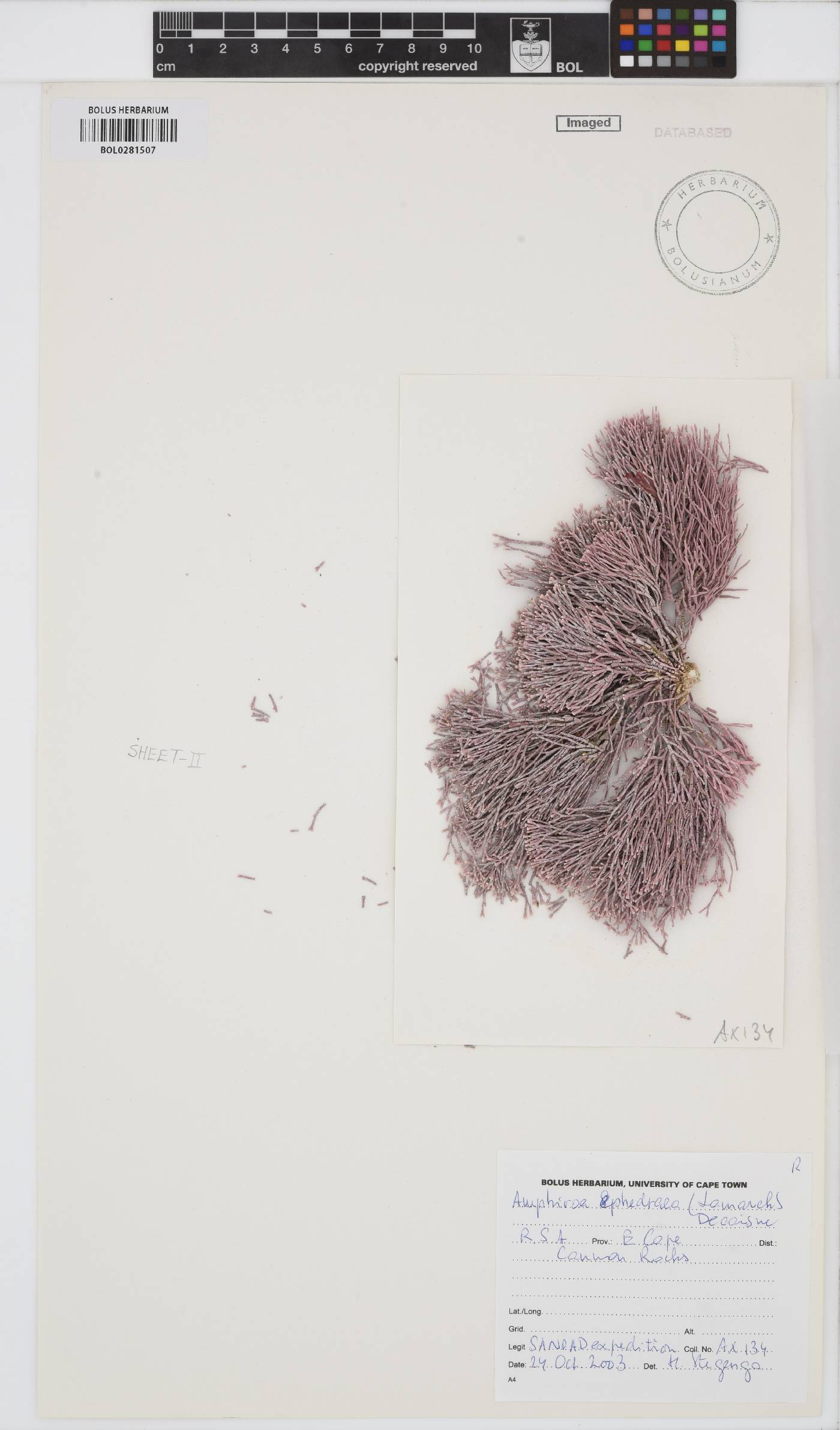 Amphiroa ephedraea image