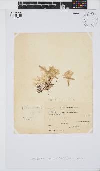 Arthrocardia carinata image