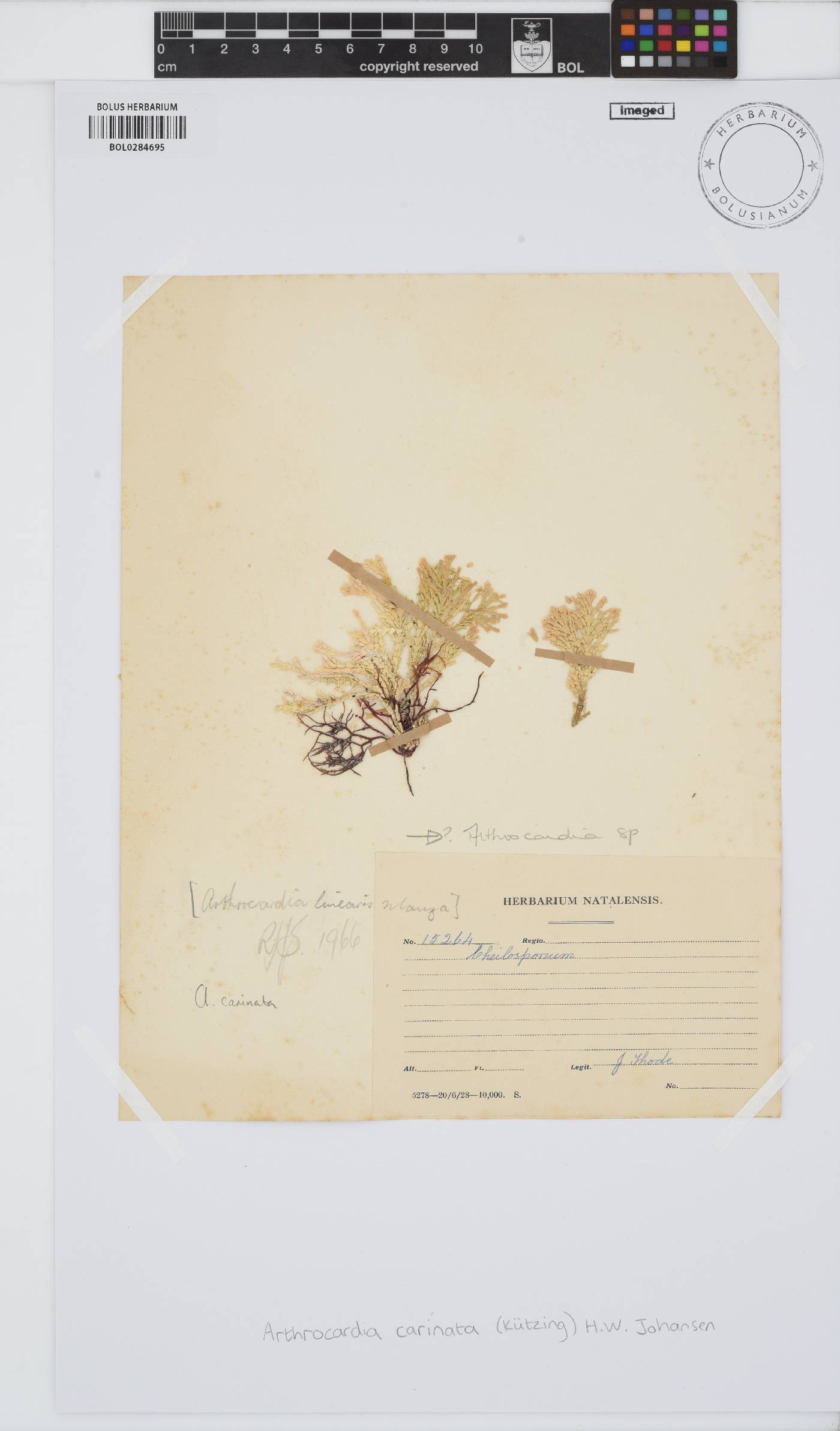 Arthrocardia carinata image