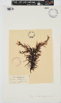 Image of Endosiphonia horrida