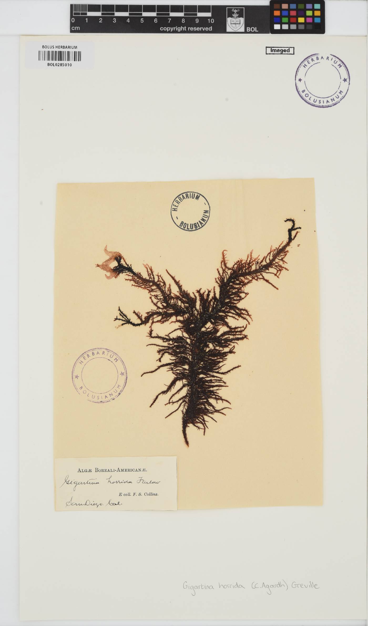 Endosiphonia horrida image