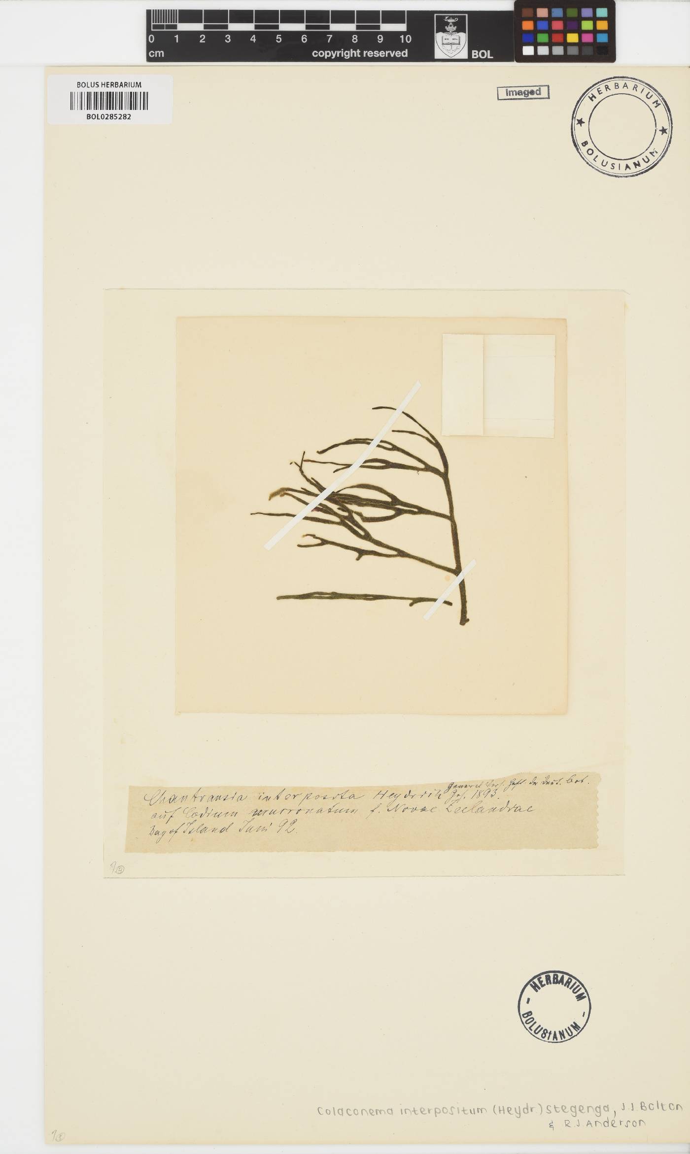 Colaconema interpositum image