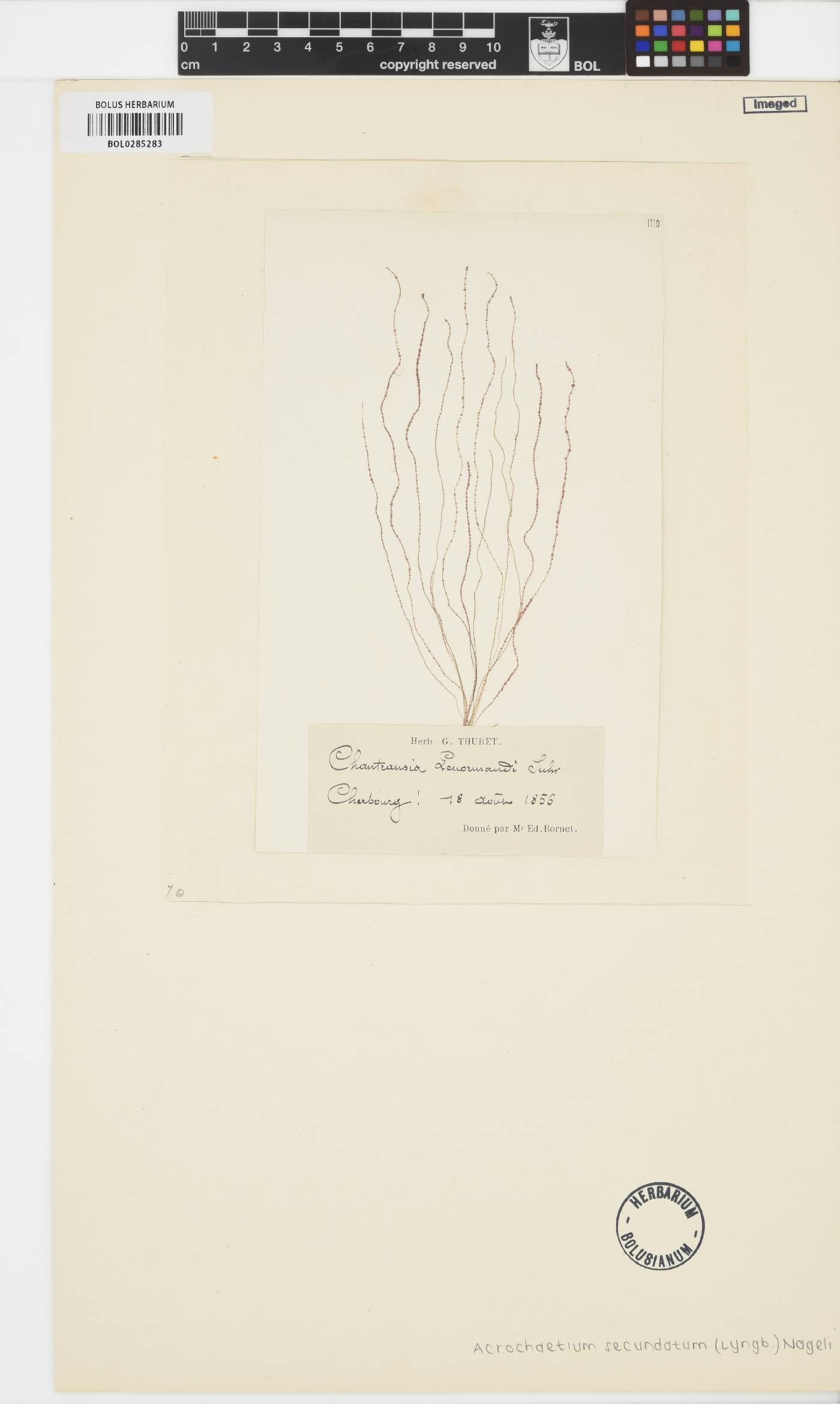 Acrochaetium secundatum image