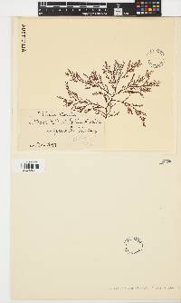 Image of Psilothallia striata