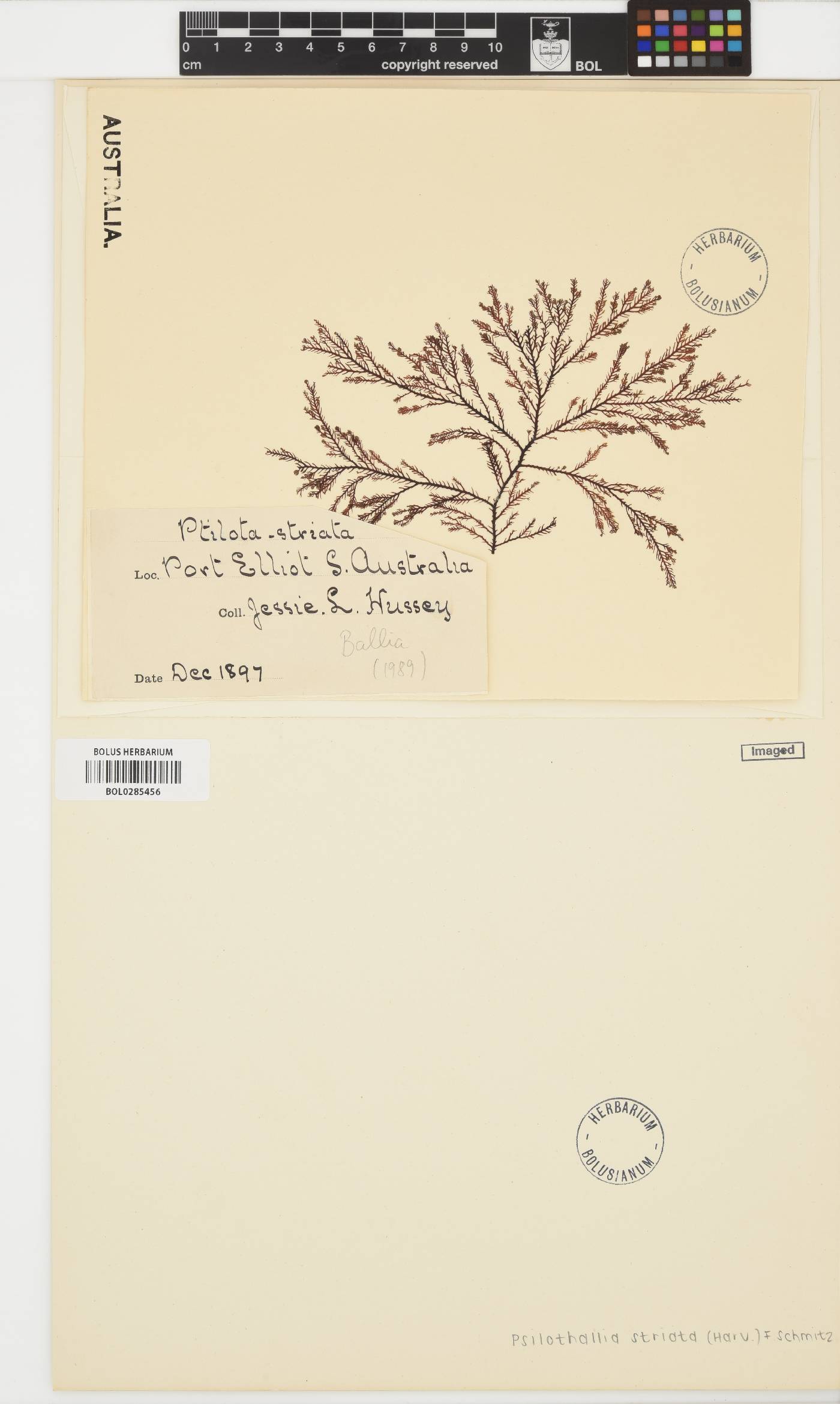 Psilothallia striata image