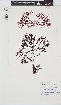 Bartoniella crenata image