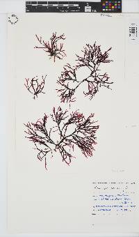 Bartoniella crenata image