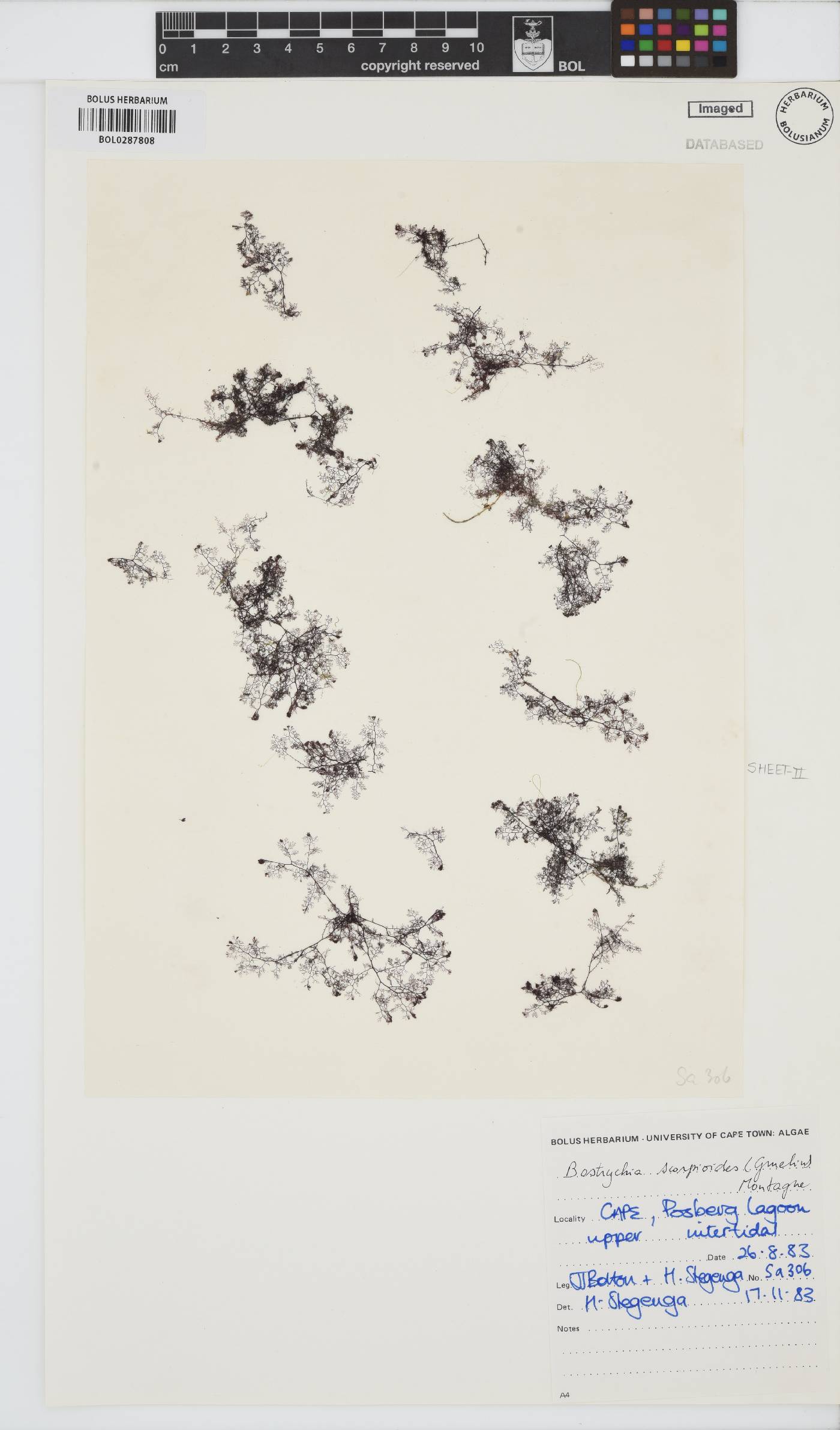 Bostrychia scorpioides image