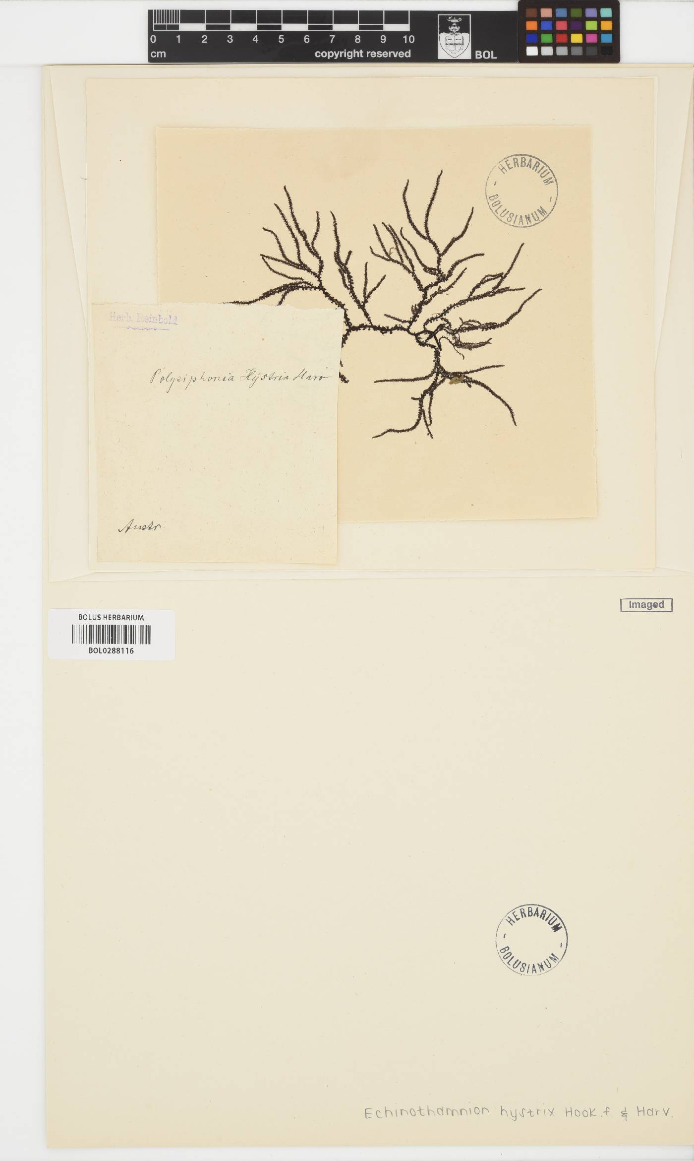 Echinothamnion hystrix image