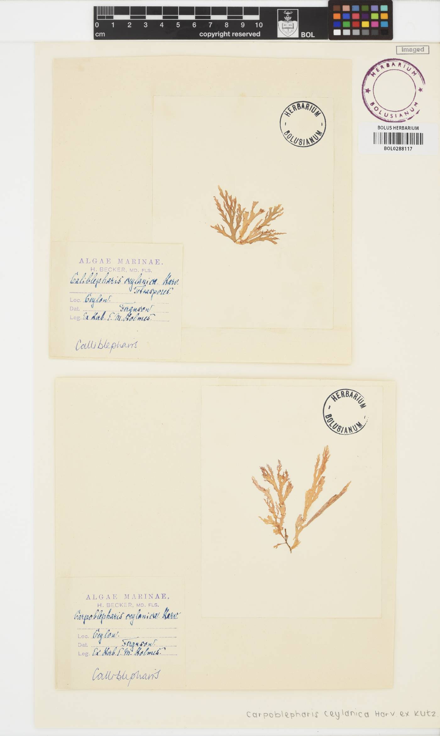 Carpoblepharis ceylanica image