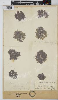 Callithamnion stuposum image