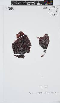 Gigartina polycarpa image