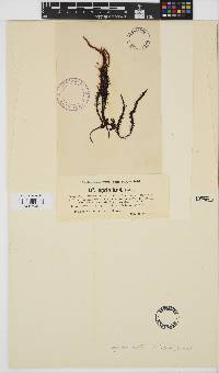 Endosiphonia horrida image