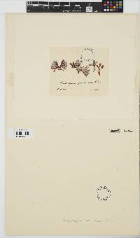 Image of Grateloupia gelatinosa