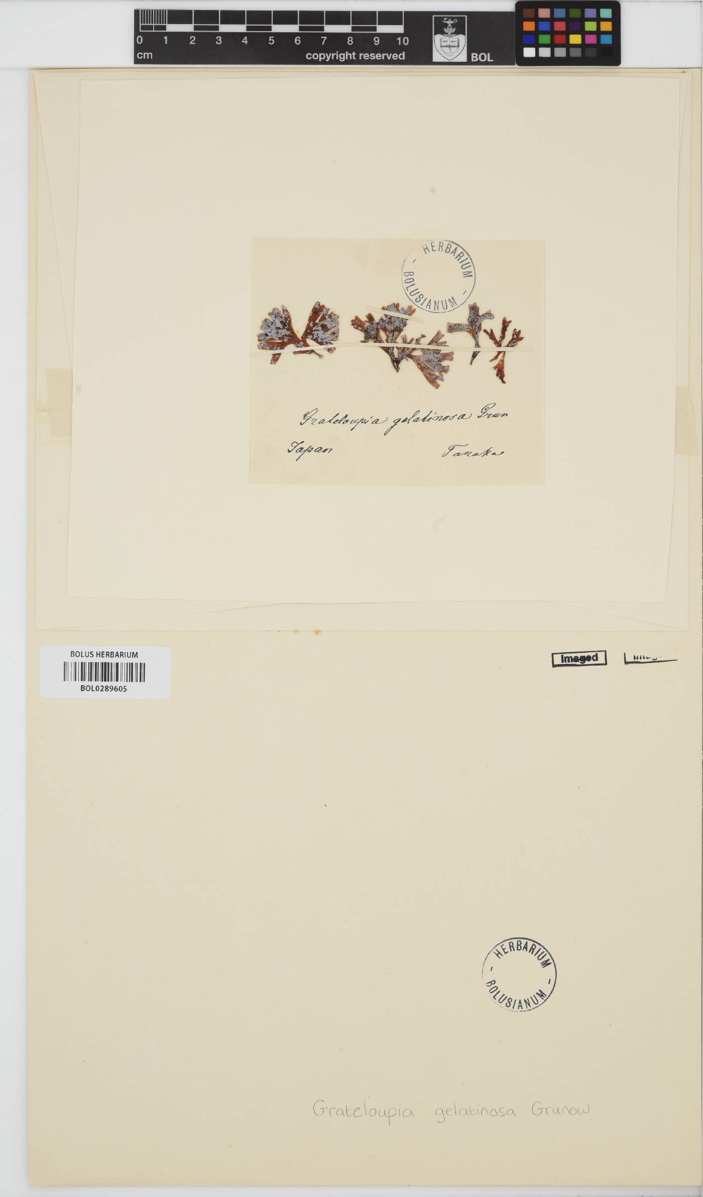 Grateloupia gelatinosa image