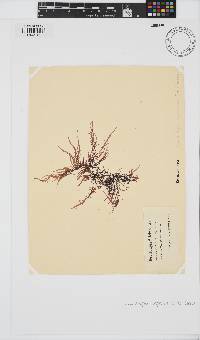 Phyllymenia capensis image
