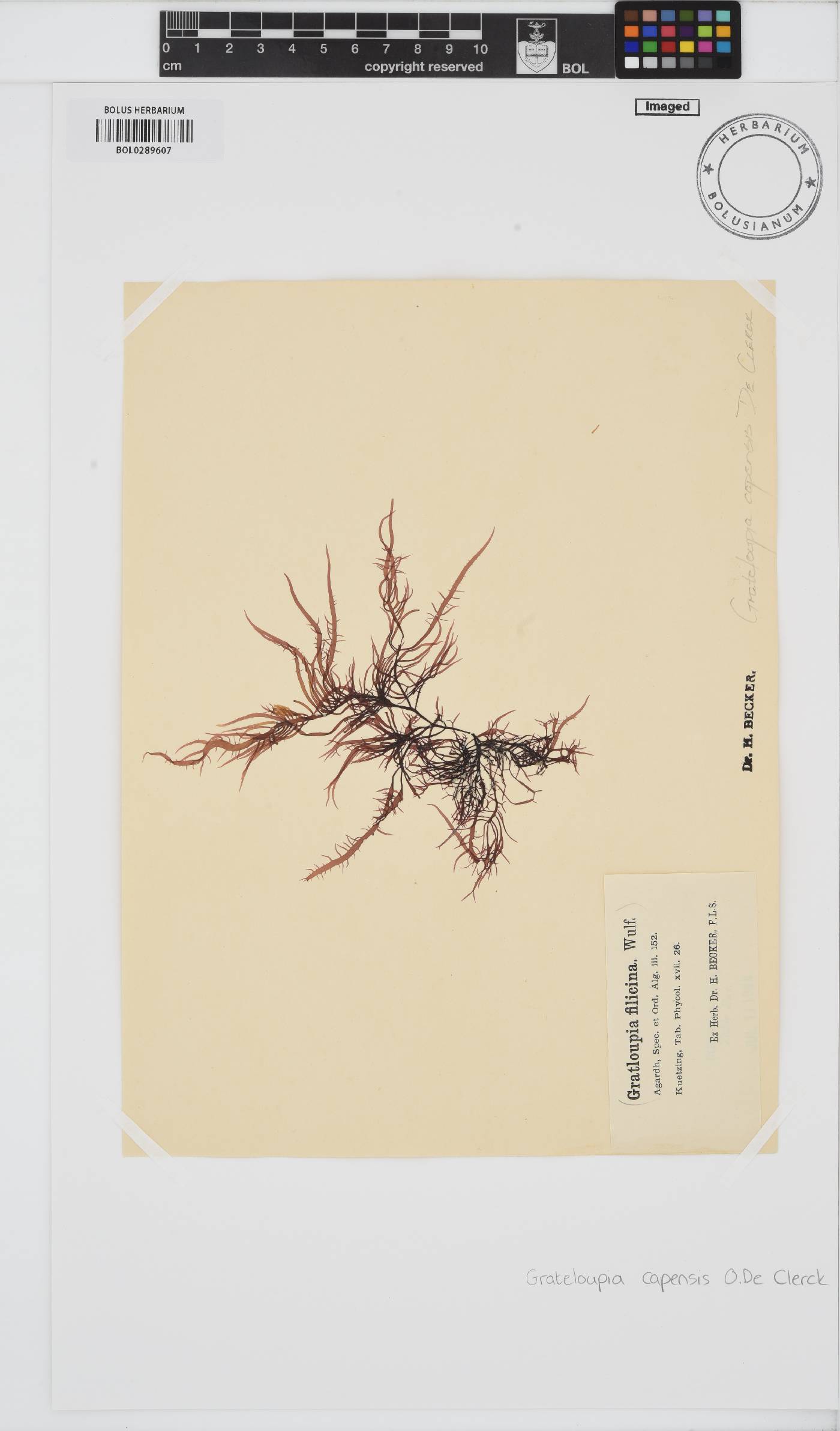 Phyllymenia capensis image