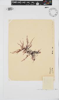 Phyllymenia capensis image