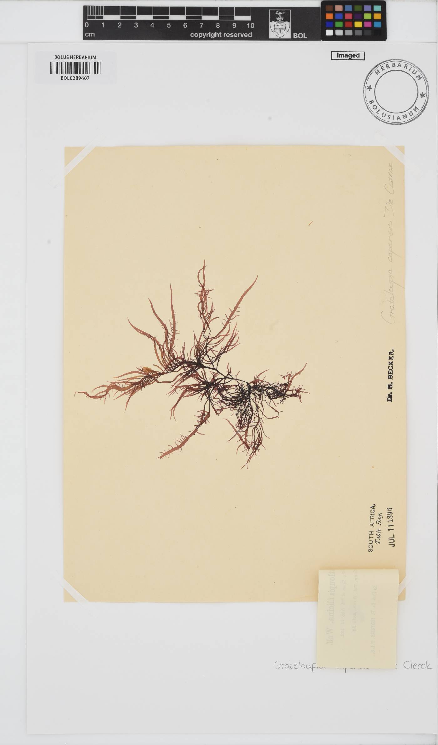 Phyllymenia capensis image