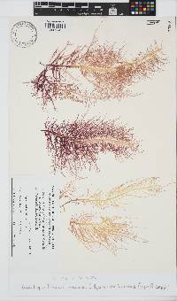Phyllymenia capensis image