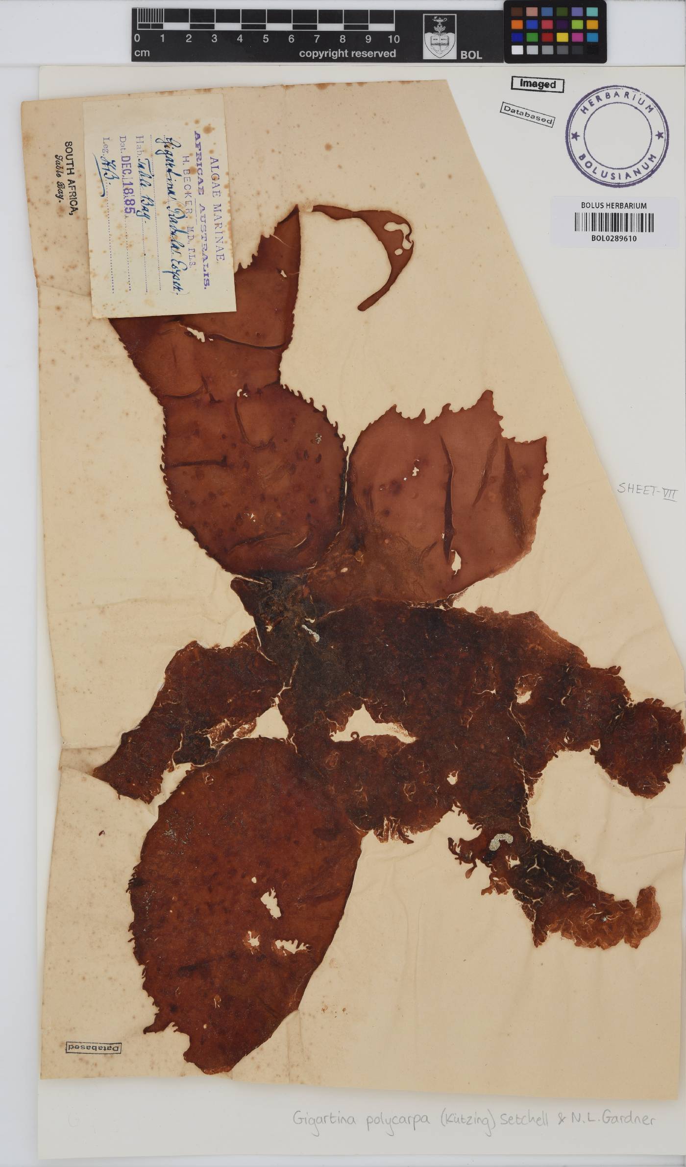 Gigartina polycarpa image