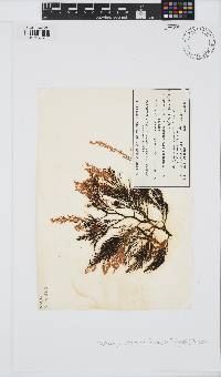 Image of Haplodasya urceolata