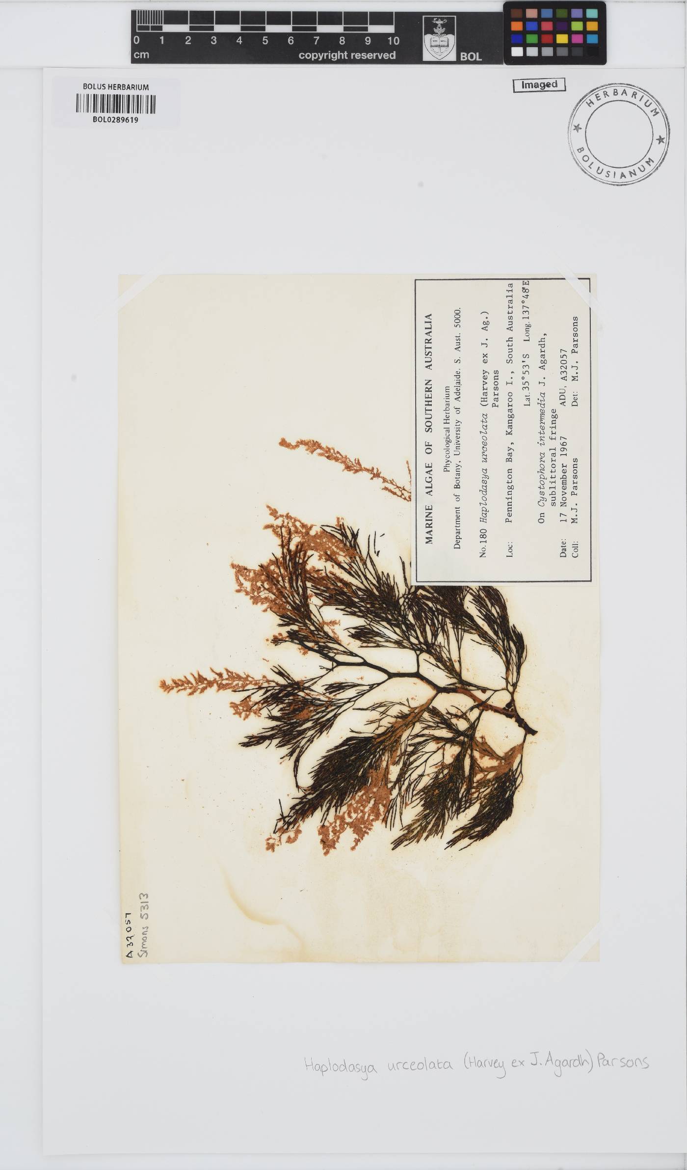 Haplodasya urceolata image