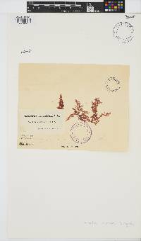 Laurencia corymbosa image