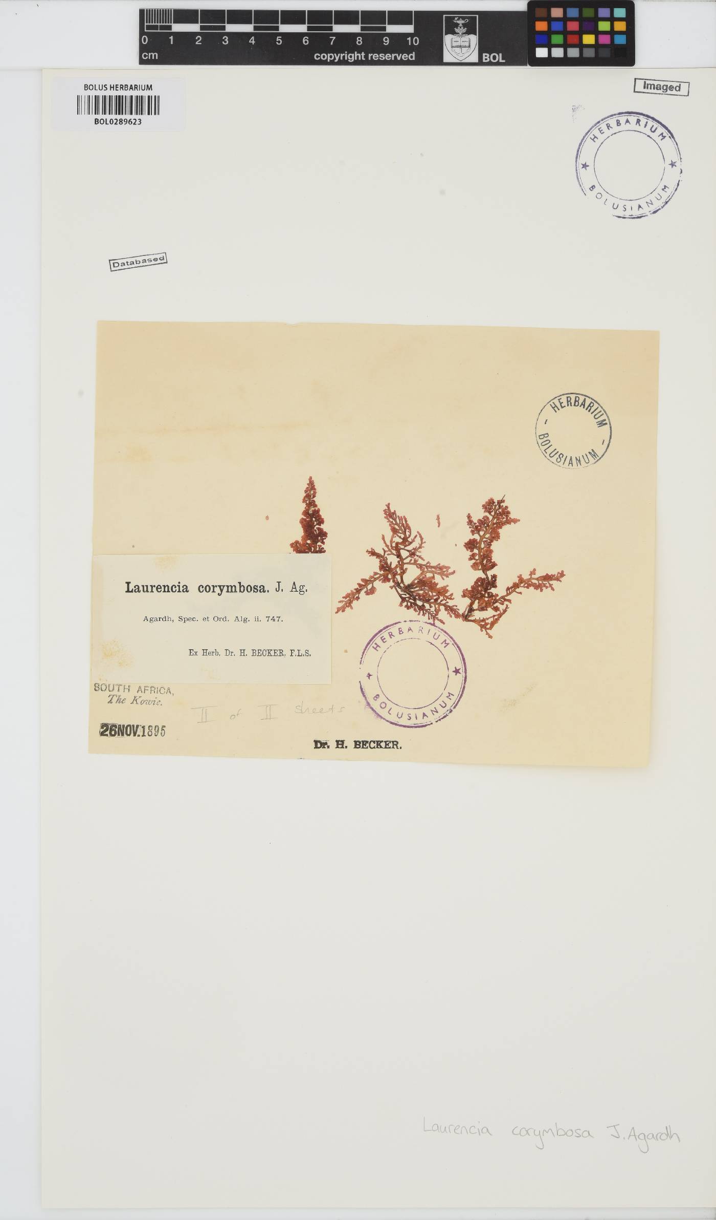 Laurencia corymbosa image