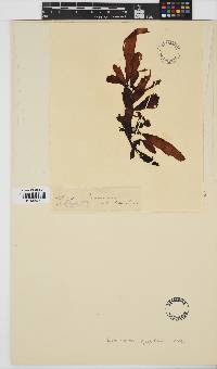 Lenormandia spectabilis image