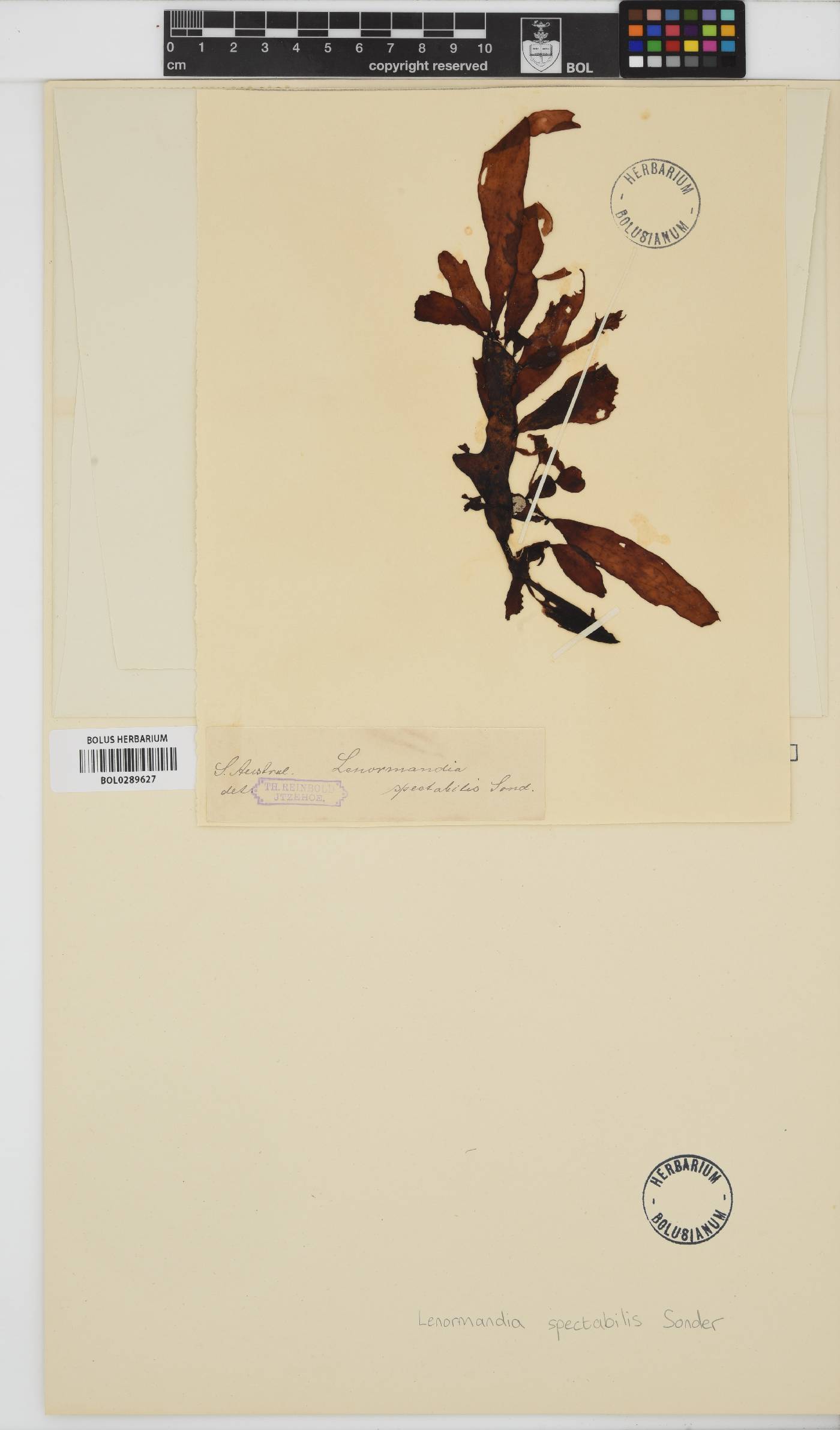 Lenormandia spectabilis image