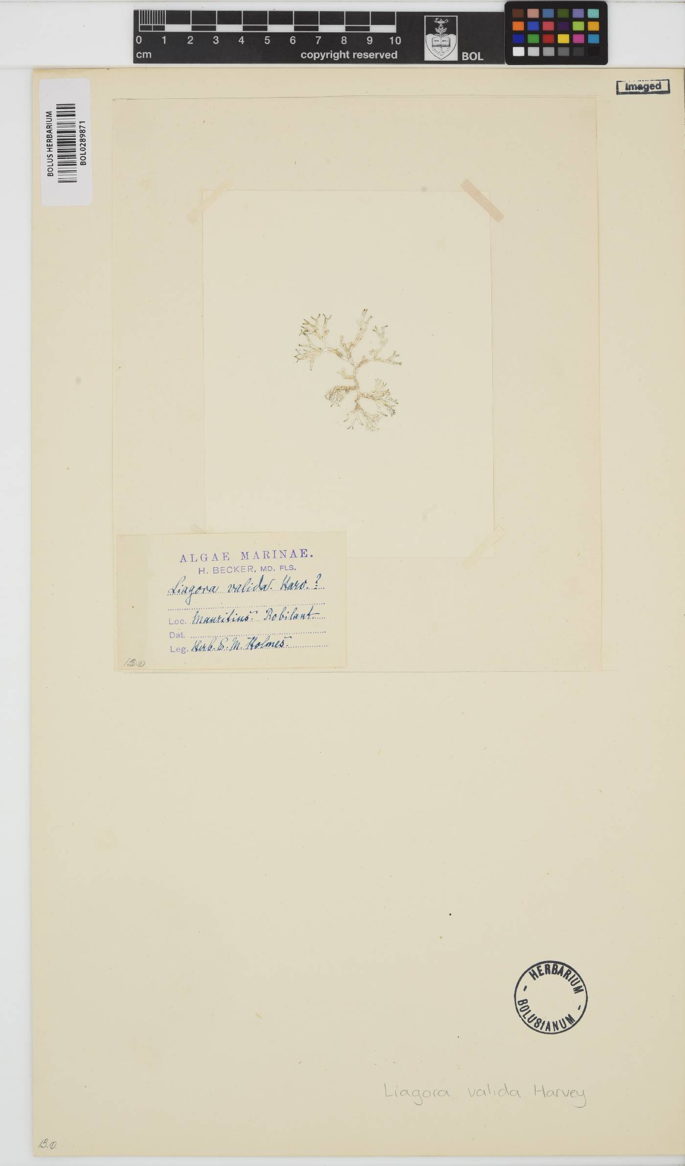 Titanophycus validus image