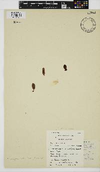 Nothogenia ovalis image