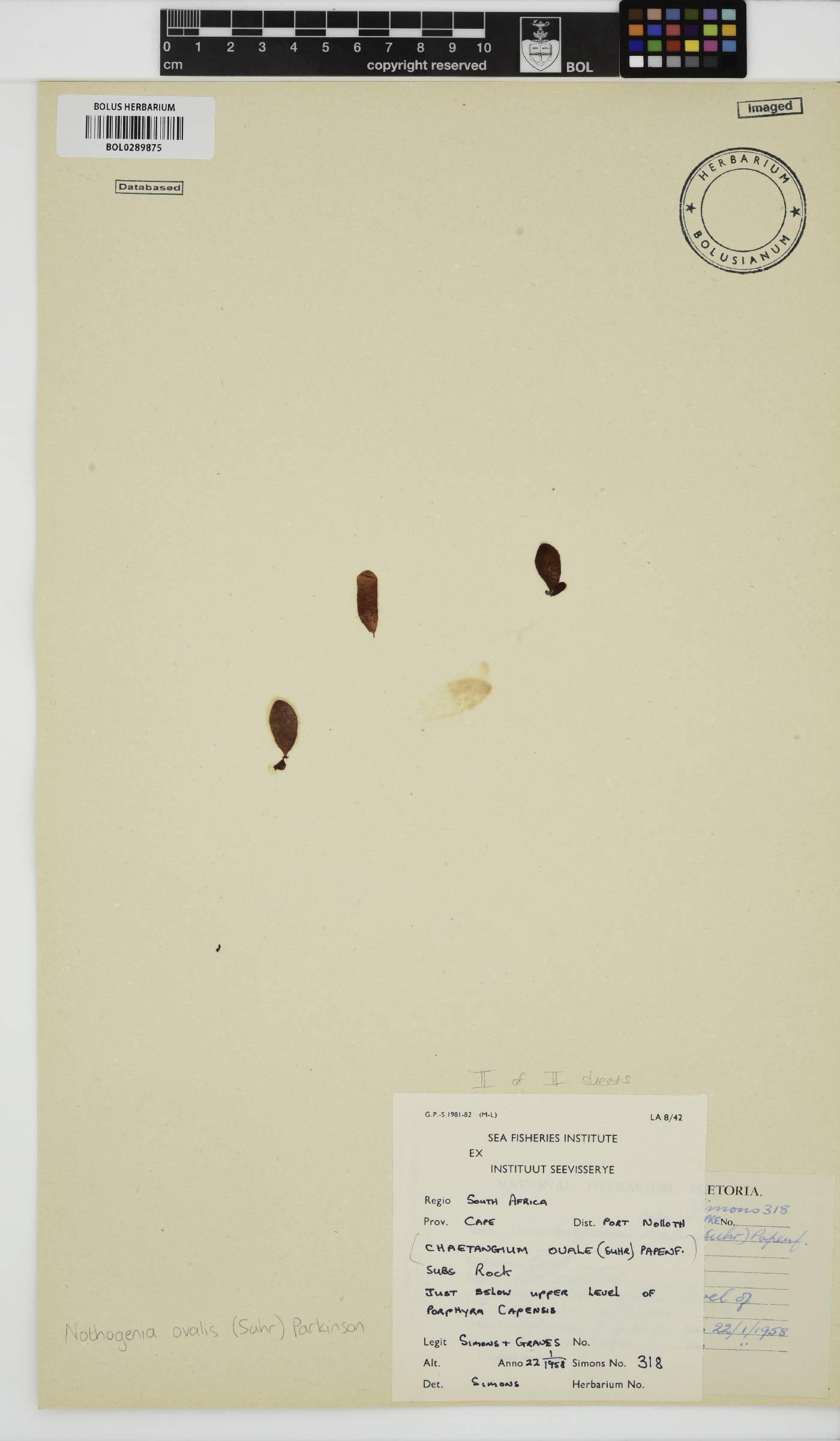Nothogenia ovalis image