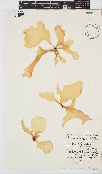 Pachymenia orbitosa image