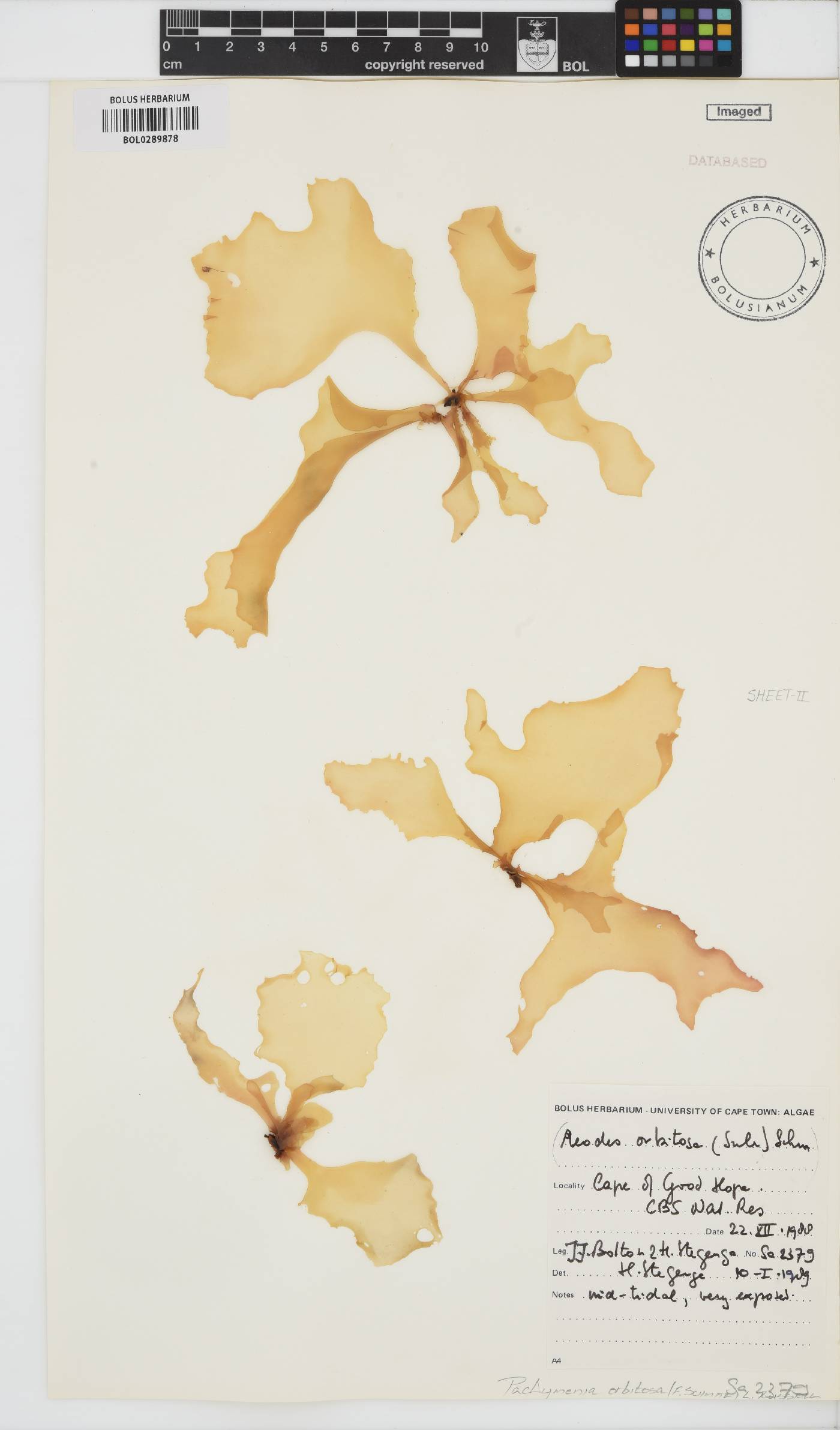 Pachymenia orbitosa image