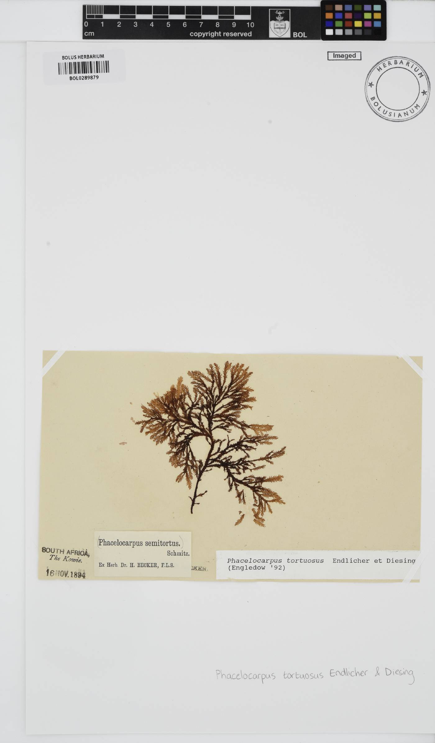 Phacelocarpus image