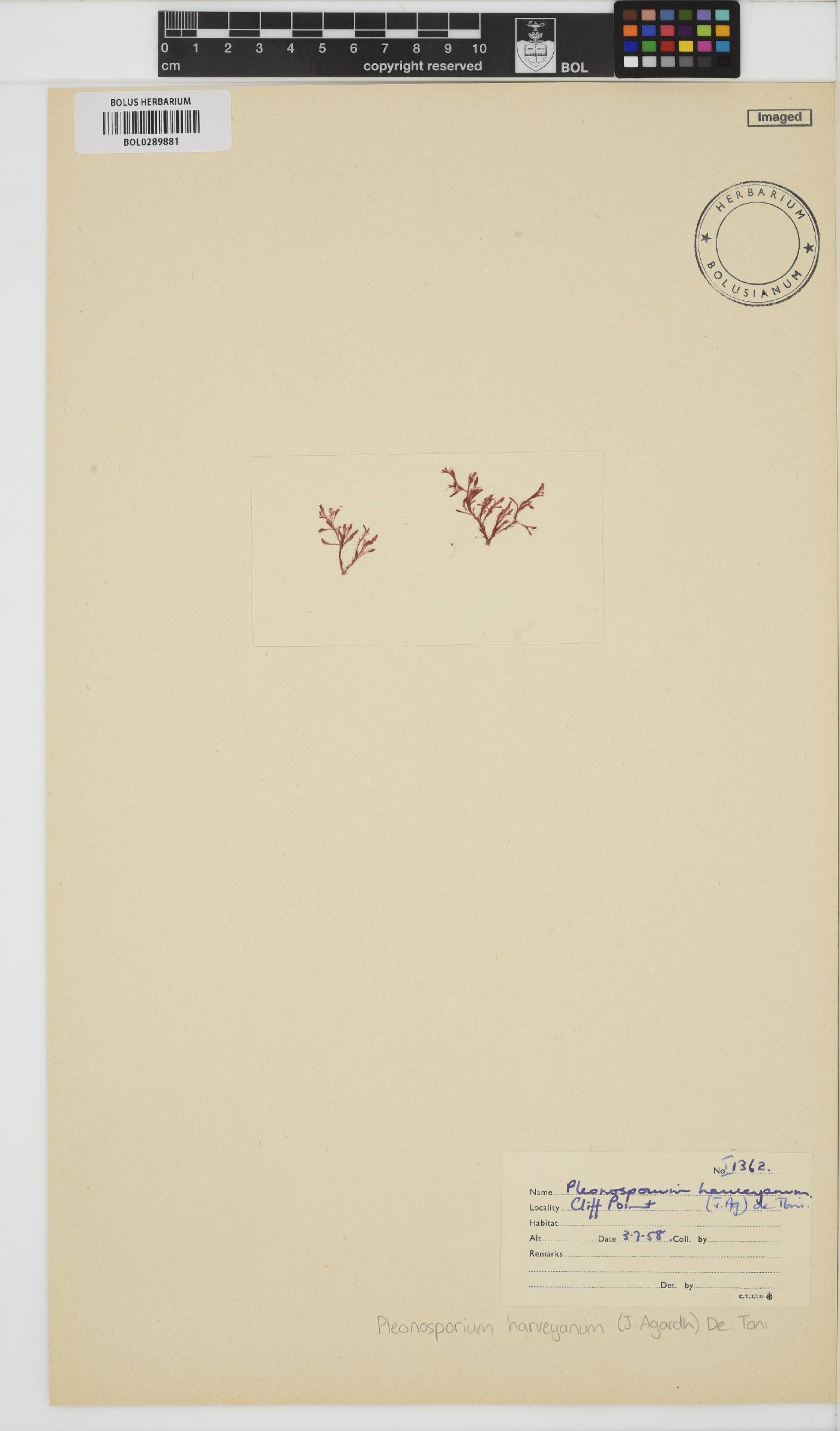 Pleonosporium harveyanum image