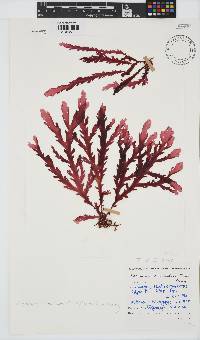 Plocamium corallorhiza image