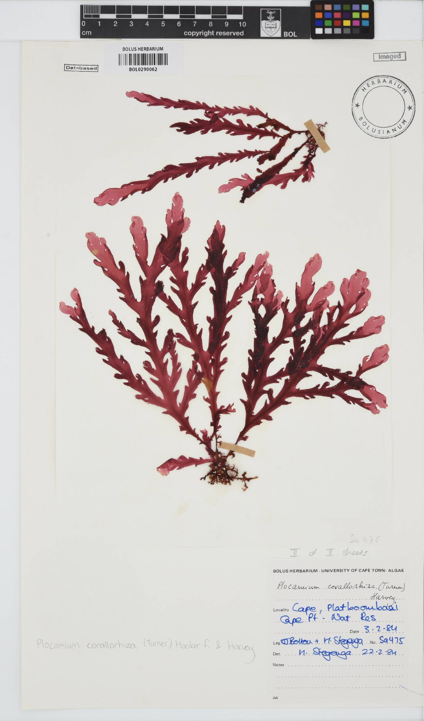 Plocamium corallorhiza image