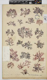 Rhodophyllis reptans image