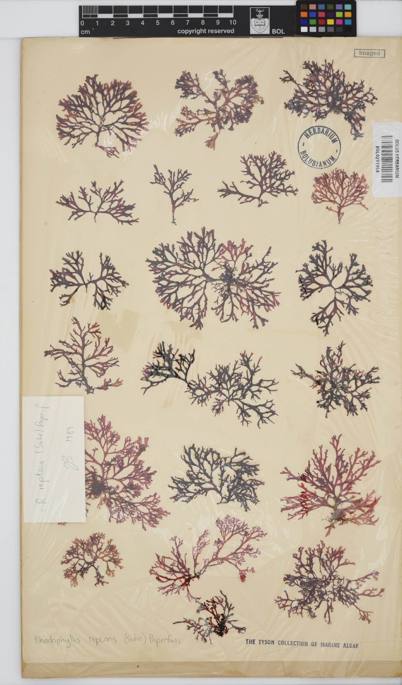 Rhodophyllis reptans image