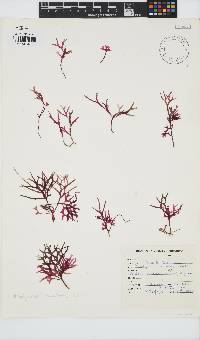 Rhodymenia natalensis image